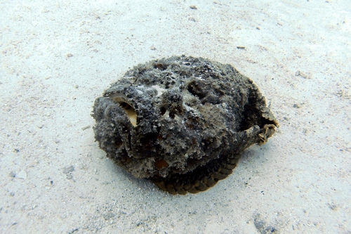 Reef Stonefish — seen at this dive site