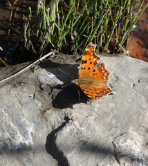 Polygonia egea egea