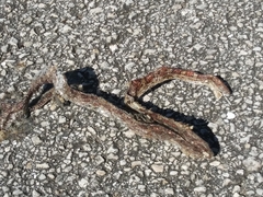 Pantherophis guttatus