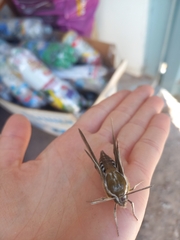 Hyles euphorbiarum