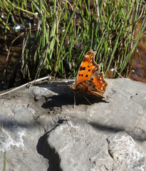 Polygonia egea egea