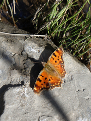 Polygonia egea egea