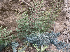 Pellaea myrtillifolia