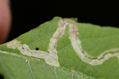 Liriomyza carphephori