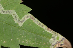 Liriomyza carphephori