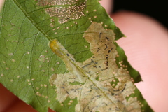 Liriomyza carphephori