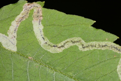 Liriomyza carphephori