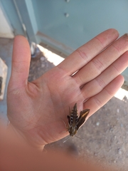 Hyles euphorbiarum