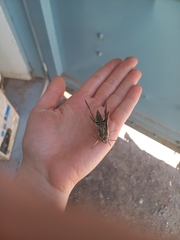 Hyles euphorbiarum