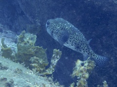 Chilomycterus reticulatus