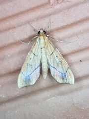 Anarmodia