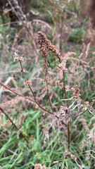 Rumex pulcher