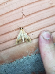 Anarmodia