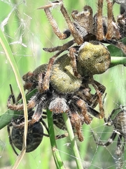 Parawixia bistriata