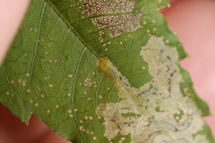 Liriomyza carphephori