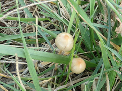 Protostropharia semiglobata