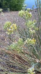 Asclepias subulata