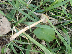 Protostropharia semiglobata