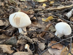 Leucoagaricus leucothites