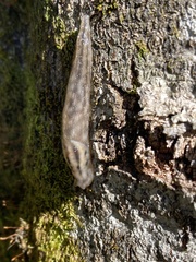 Limacidae