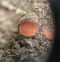 Scutellinia