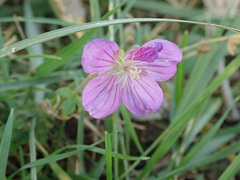 Geranium collinum