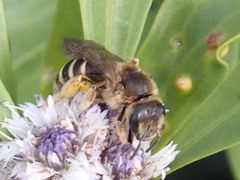Halictus fulvipes