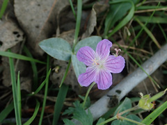 Geranium collinum