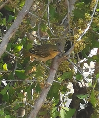 Ploceus