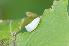 Flatormenis proxima
