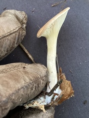 Infundibulicybe geotropa