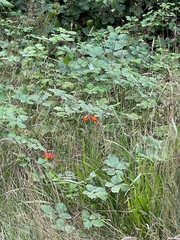 Crocosmia