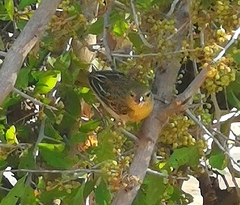 Ploceus