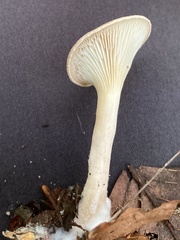 Infundibulicybe geotropa