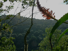 Aloe arborescens
