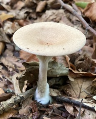 Infundibulicybe geotropa
