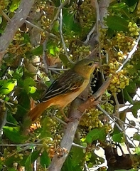 Ploceus
