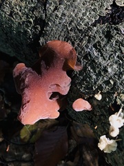 Auricularia auricula-judae