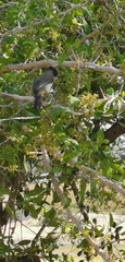 Ploceus