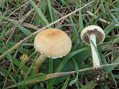 Leratiomyces
