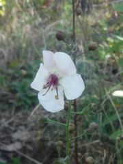 Verbascum blattaria