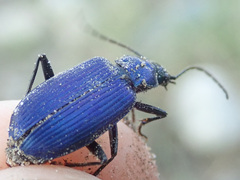 Chlaenius coeruleus