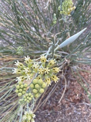 Asclepias subulata