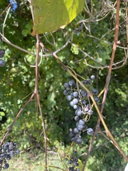 Vitis vulpina