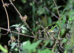 Phaneroptera falcata