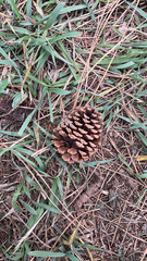 Pinus