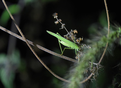 Phaneroptera falcata