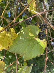 Vitis vulpina
