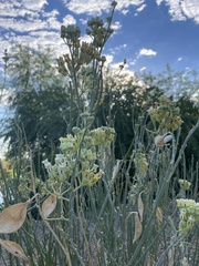 Asclepias subulata