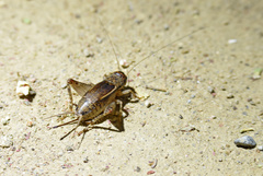 Velarifictorus aspersus